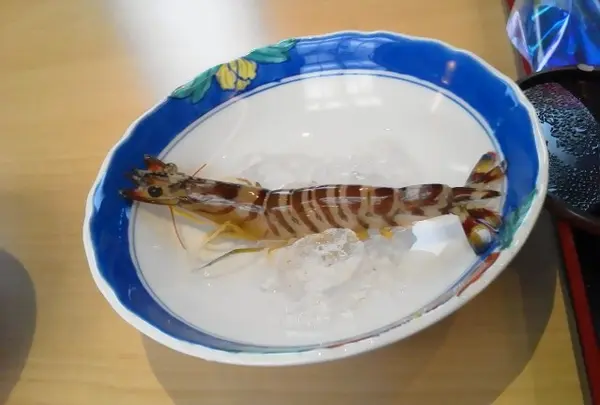 福島のクルマエビ、新鮮だから踊り食い