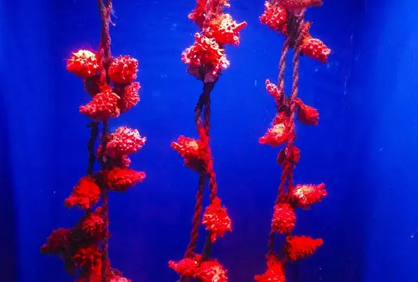 浅虫水族館の写真・動画_image_25365