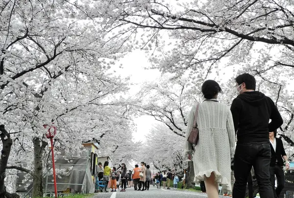 桜のトンネル