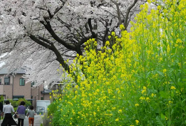 菜の花も満開