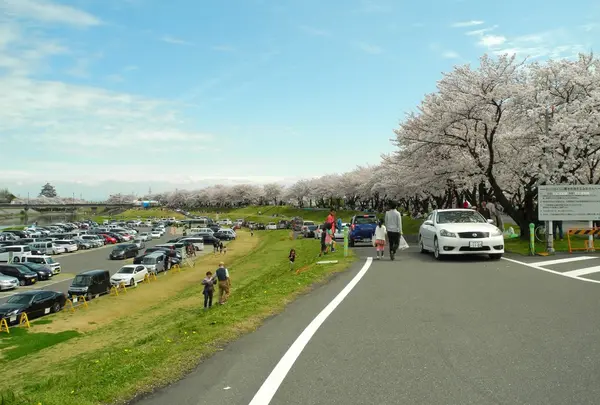 桜のシーズンはこうなる