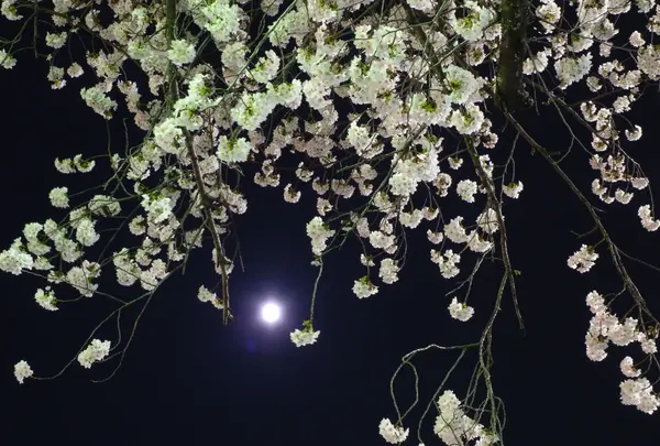 夜桜もいいかも