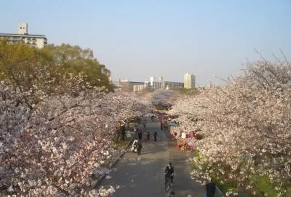 どこまでも続く桜並木