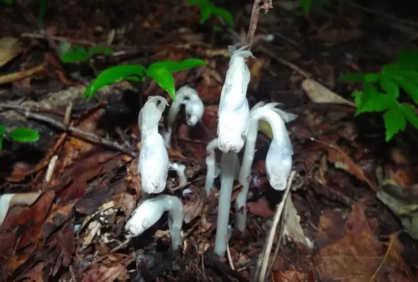 ギンリョウソウモドキ