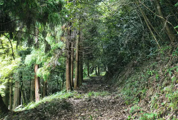 佐藤紀伊の守のお墓への道