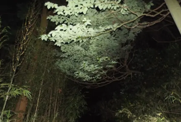 釈迦堂切通の写真・動画_image_29567