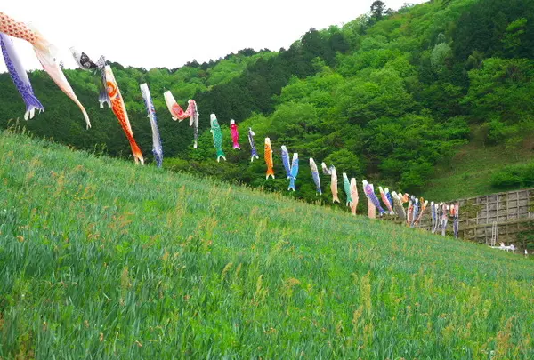 白井大町藤公園の写真・動画_image_30049