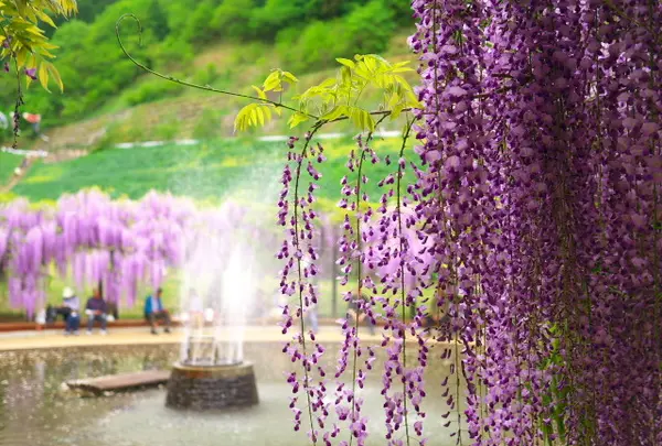 白井大町藤公園の写真・動画_image_30052