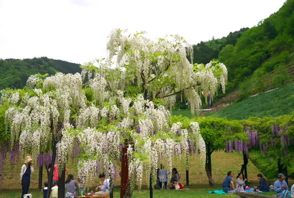 白井大町藤公園の写真・動画_image_30092