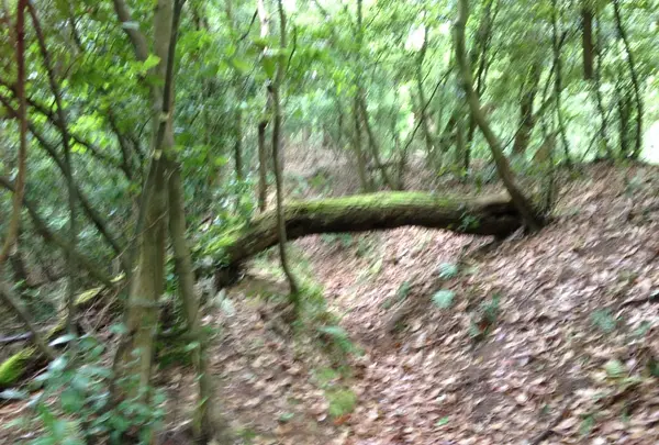 倒木