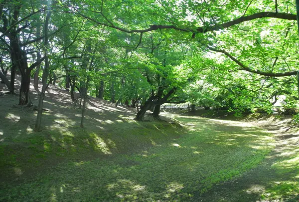 こんなに木が茂ってたっけ