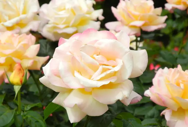 薔薇の名所の写真・動画_image_32661