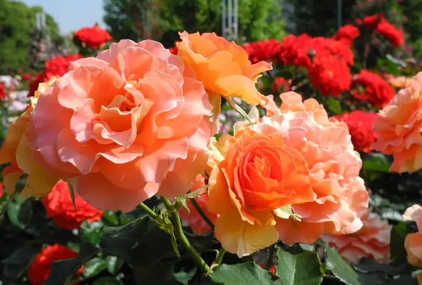 薔薇の名所の写真・動画_image_32662
