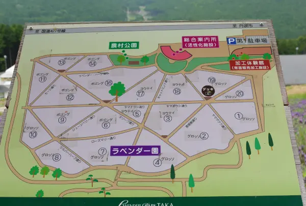 広い敷地のラベンダー畑