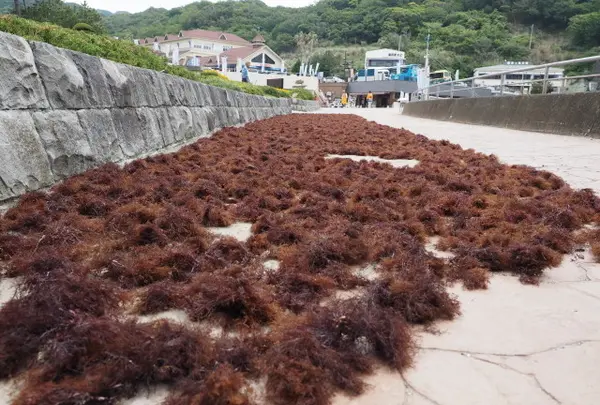 堂ケ島天窓洞の写真・動画_image_33358