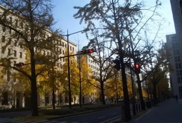 銀杏並木