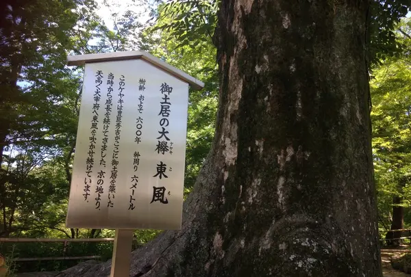 大けやき
