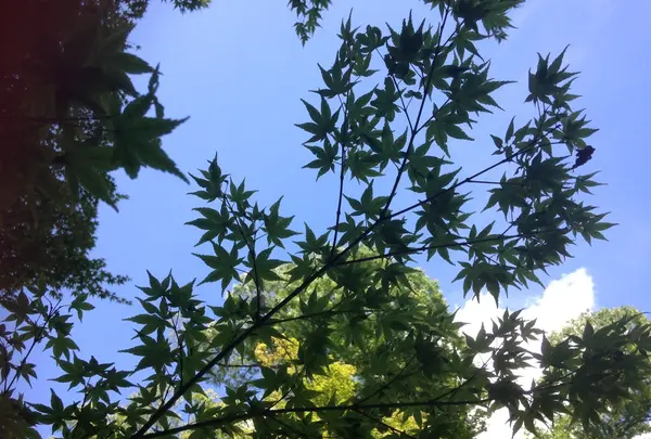 もみじ苑