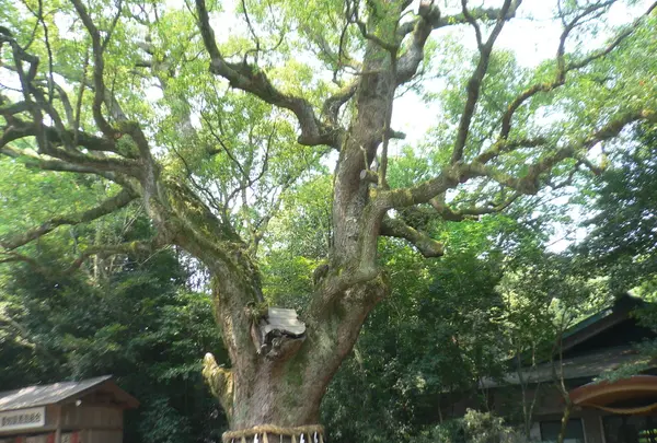 大楠