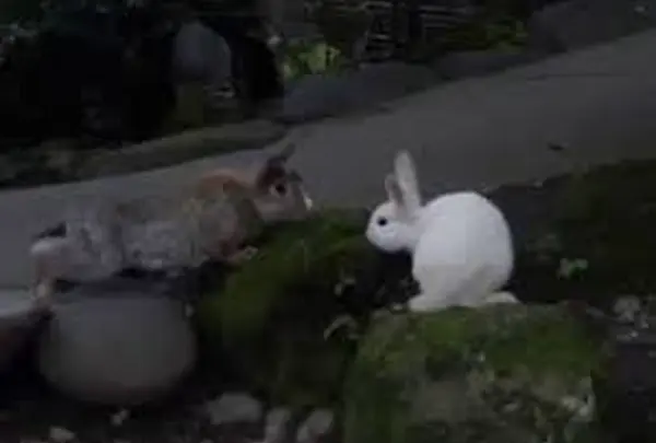 野生のうさぎ