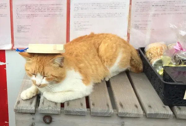 釜蓋神社売店・食堂