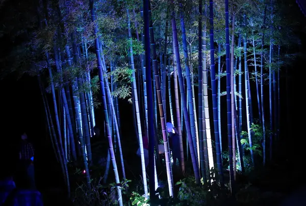 竹林もライトアップ