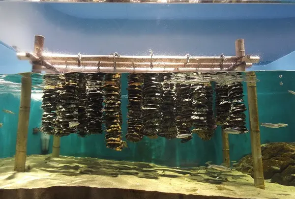 仙台うみの杜水族館の写真・動画_image_44033