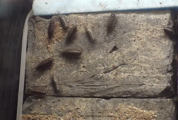 仙台うみの杜水族館の写真・動画_image_44036