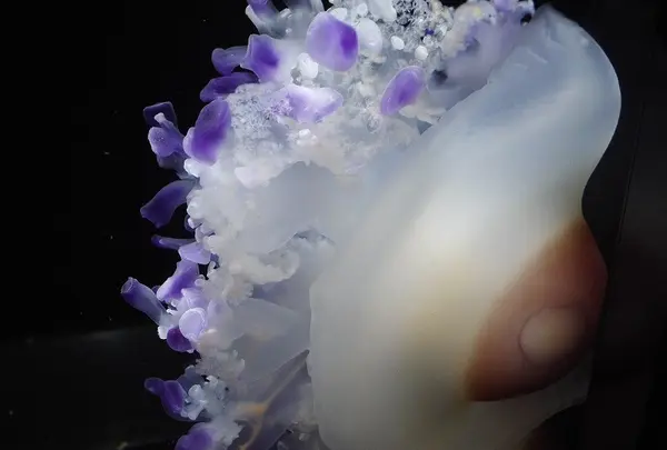 クラゲ水族館への道・その1
