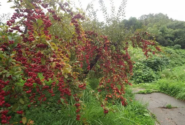 ジェイダーリング