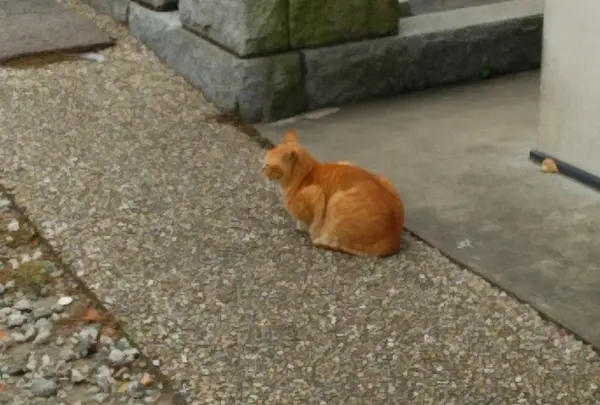 寺ネコ