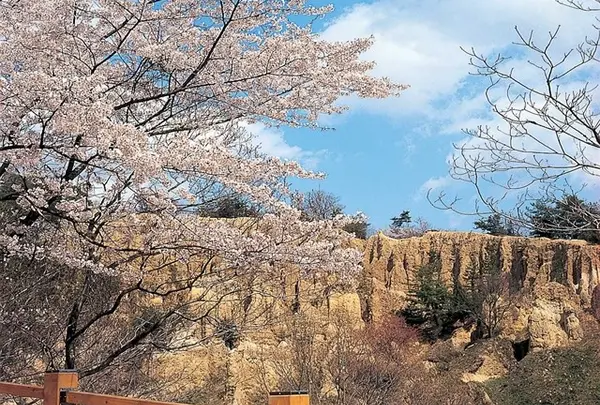 お花見シーズン