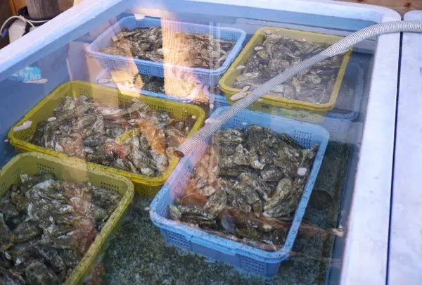 沢山の牡蠣