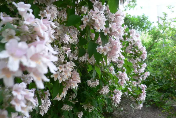 卯の花苑