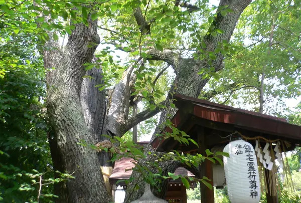 ご神木