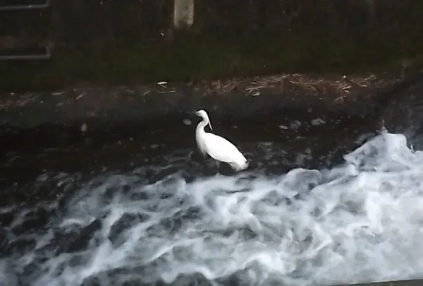 水浴びをする野鳥