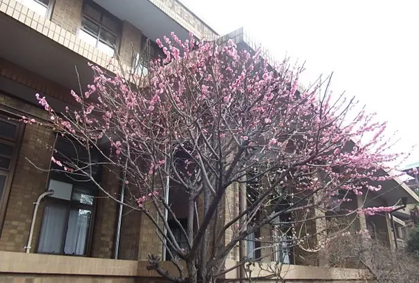 本部棟の裏にある梅の木