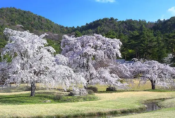 「平安郷」の桜が一般公開されます