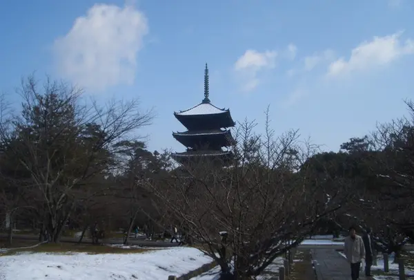 御室桜