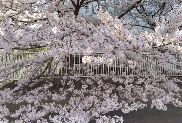 どこかしっとりとした深川の桜