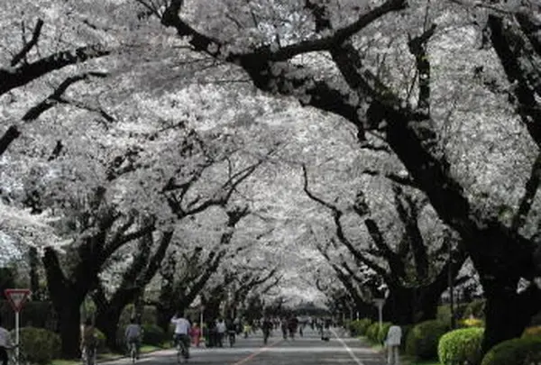 国際基督教大学ICUの桜