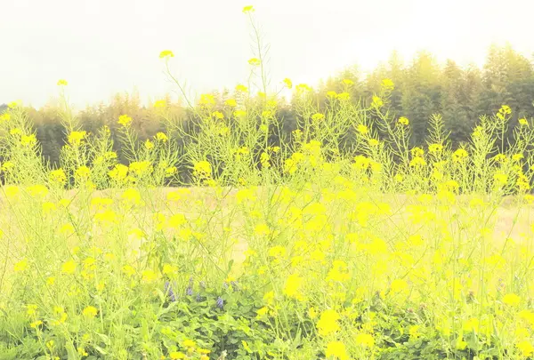 菜の花