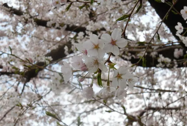 小平市の写真・動画_image_74471