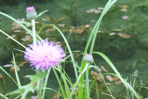 季節の花も楽しめます