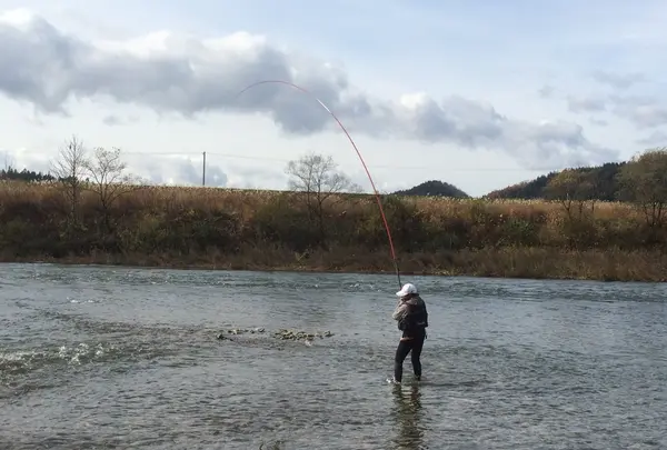 鮭釣獲調査