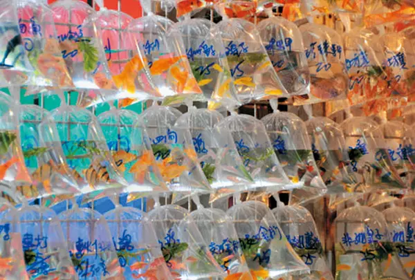 通菜街（金魚街）