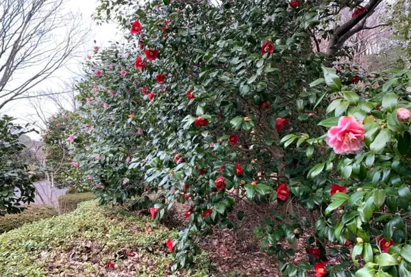 4月　薬師池公園