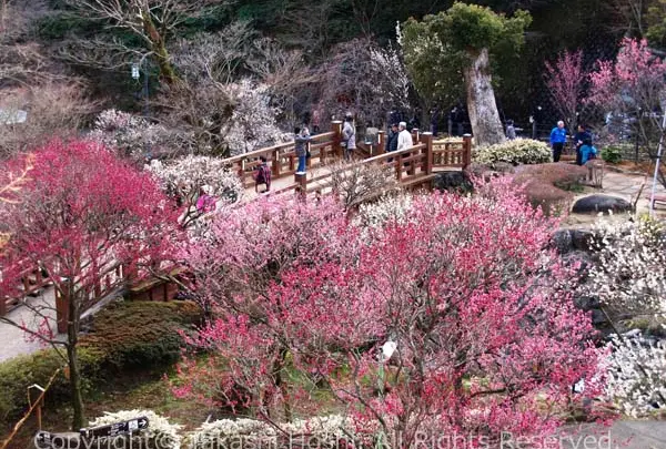 2月熱海梅園　梅