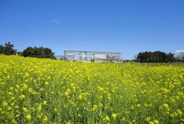 3月　葛西臨海公園　菜花