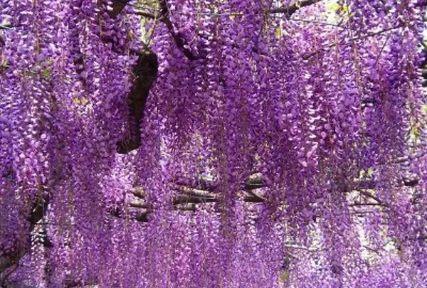 4月　国領神社　藤